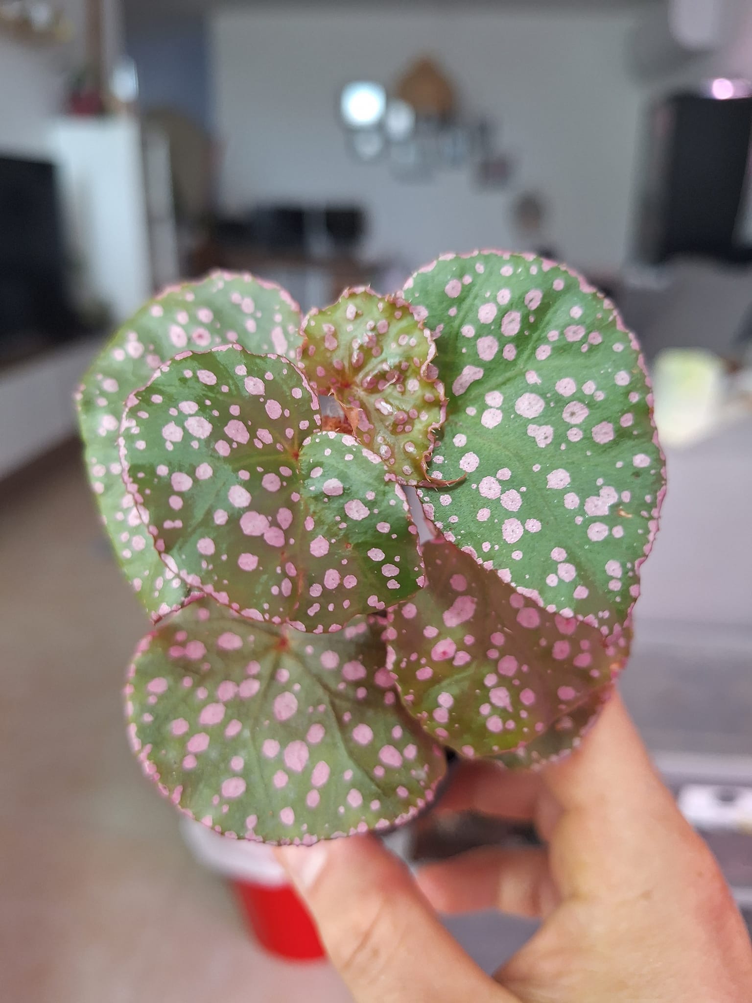 Begonia sp. Muara Wahau